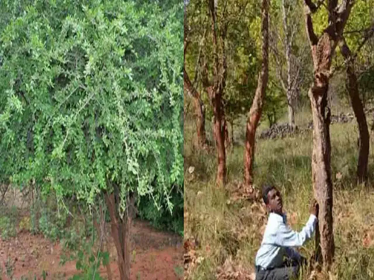 The Mystery of the “Laughing Trees”: Villagers Claim Forest Trees ...