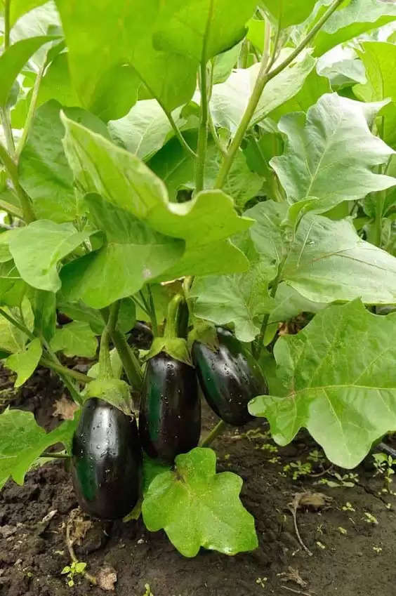 HEALTH CARE: There are many benefits of eating brinjal leaves, you will be  surprised to know | NewsCrab