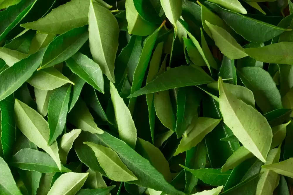Curry Leaves Benefits: Curry leaves are very beneficial not only for  health, but also for hair, use this way...