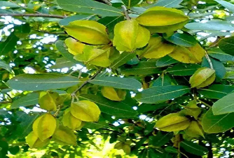 These are the unmatched health benefits of Arjuna fruit