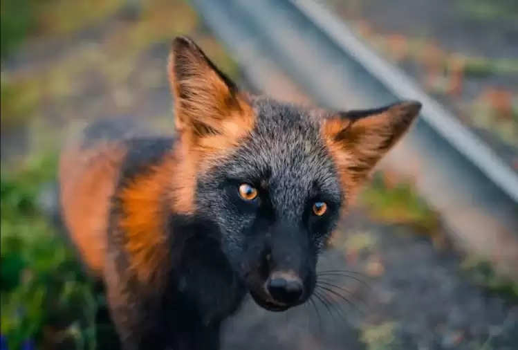 Amazing: A fox with rare colors seen in the forest, you will be surprised  to see its beauty