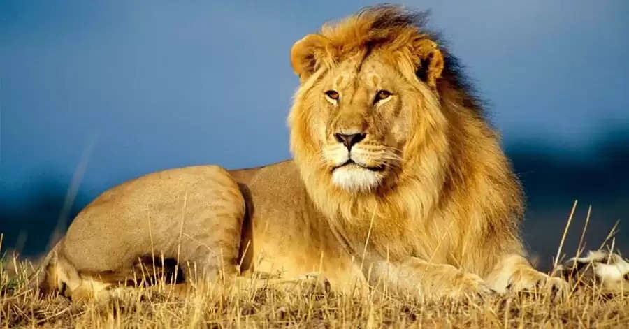 Is the lion the 'King of the Jungle', how much is true in this, read the  full report