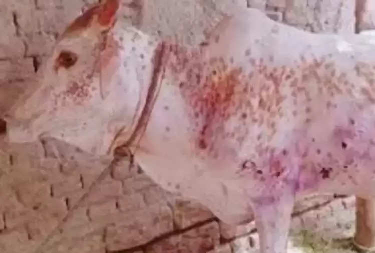 Rajasthan: Animal Husbandry Department is taking all necessary steps  regarding lumpy skin disease, so many animals have been vaccinated