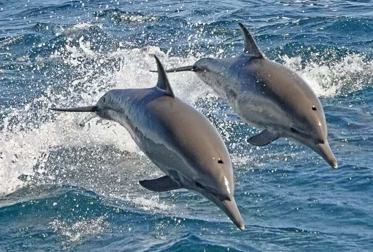 Travel Tips: You will get to see dolphins on these beaches in India, make a  plan to visit