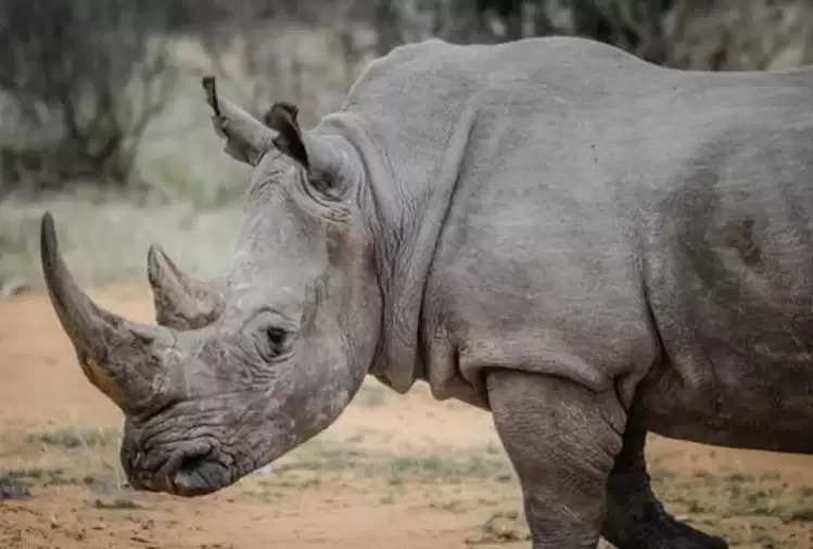 These are the most powerful animals in the world, they lift hundreds of  kilos of weight, know surprising things about them