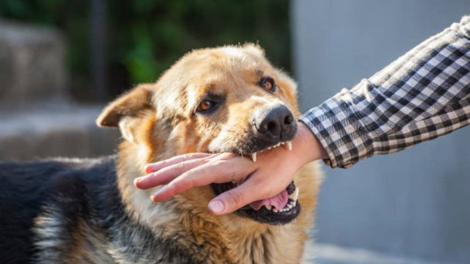 Do not panic after a dog bite. Doing these 6 important things will help ...